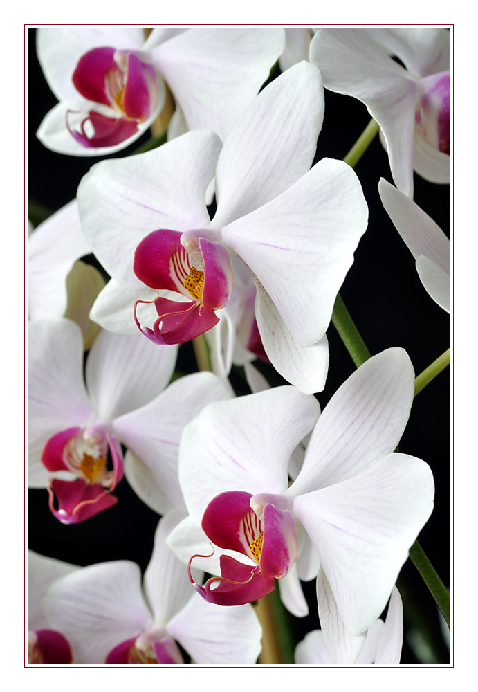 und wieder Phalaenopsis