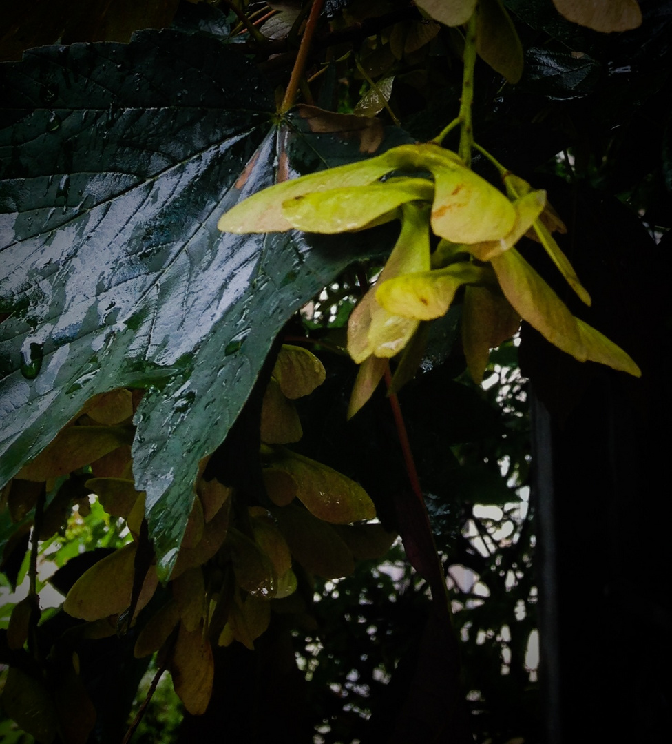 Und wieder regnet es Blätter und Blüten vom Lindenbaum nach dem Regenbad( den Pflanzen tut es gut)