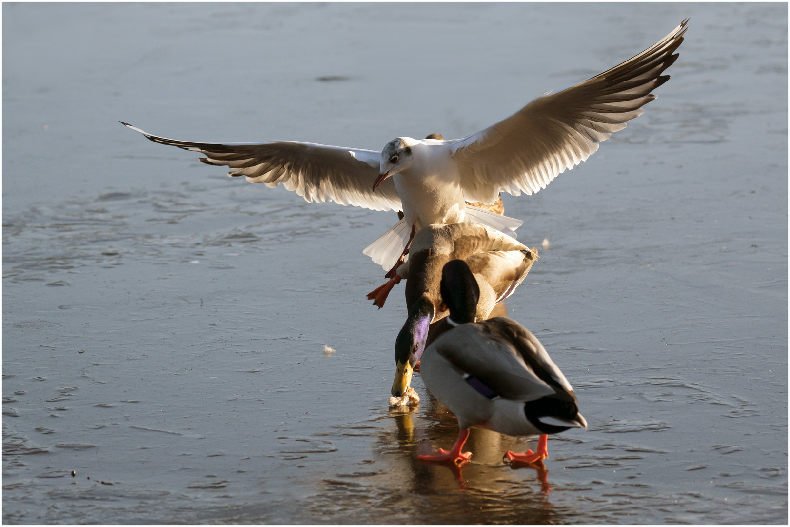 und wieder war die Ente schneller  .....