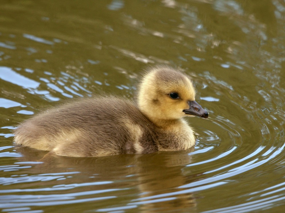 Und wieder was zum Kuscheln...