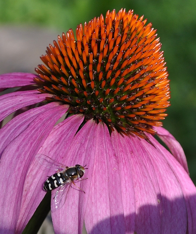 ....und wieder zu Hause angekommen erwartete mich ein Zebraschwebi...:-)))