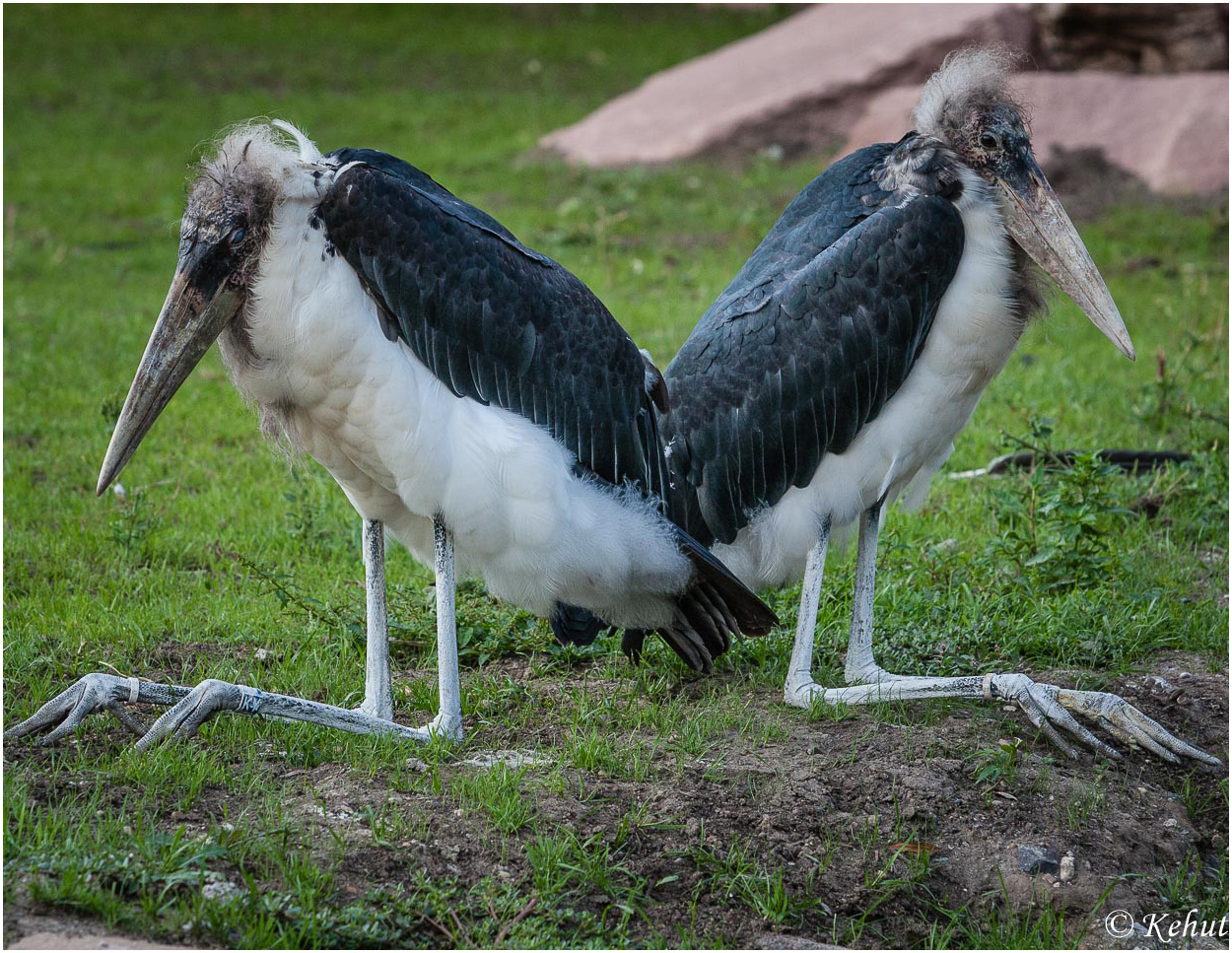 ... und wir sind doch hübsche Vögel