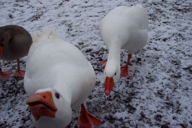 "und wir sind doch keine Schneegänse"