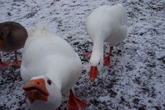 "und wir sind doch keine Schneegänse"