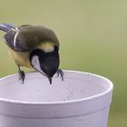 und wo bitte ist das Vogelfutter geblieben ???