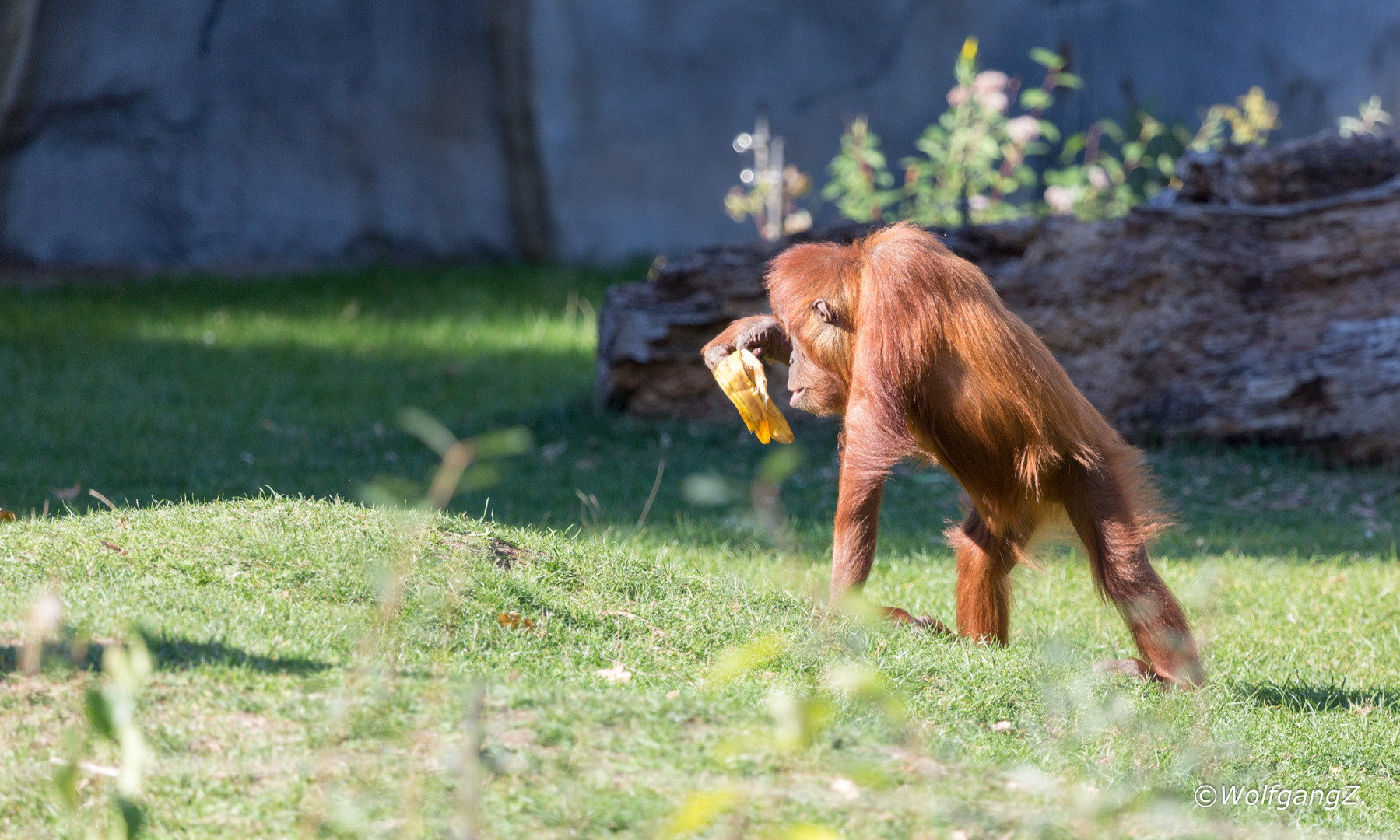 und wo ist die Banane