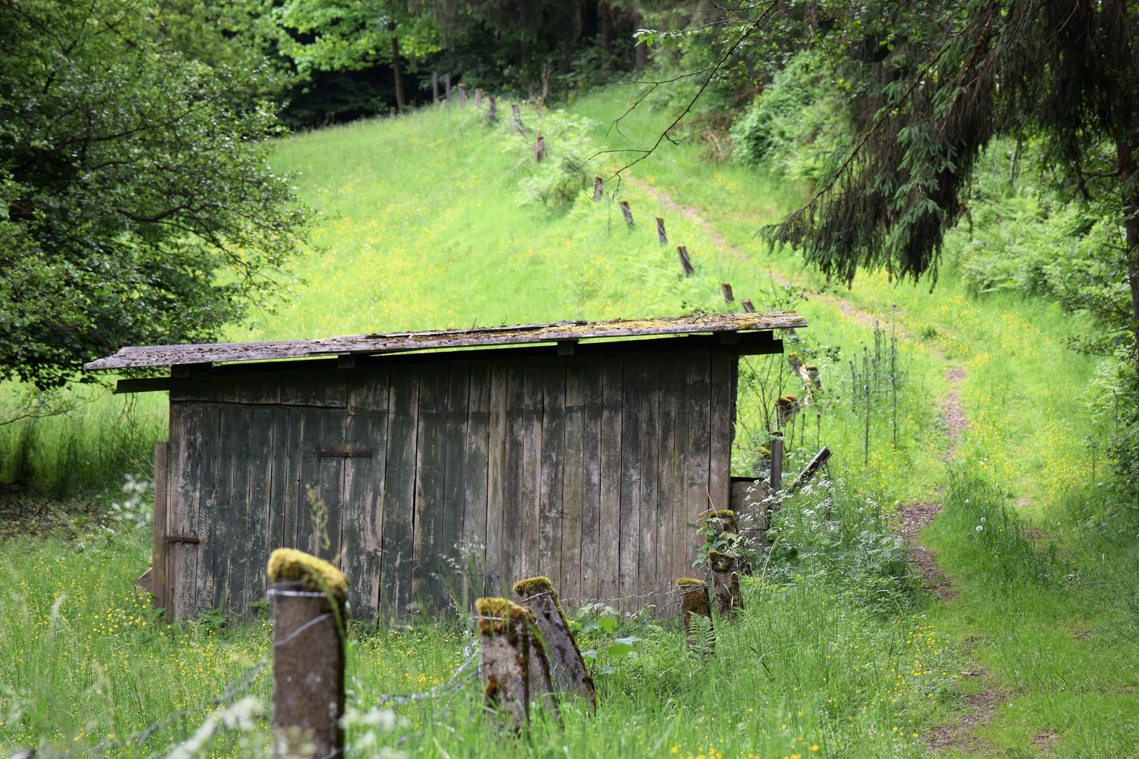 Und wo sind die Kühe hin .......