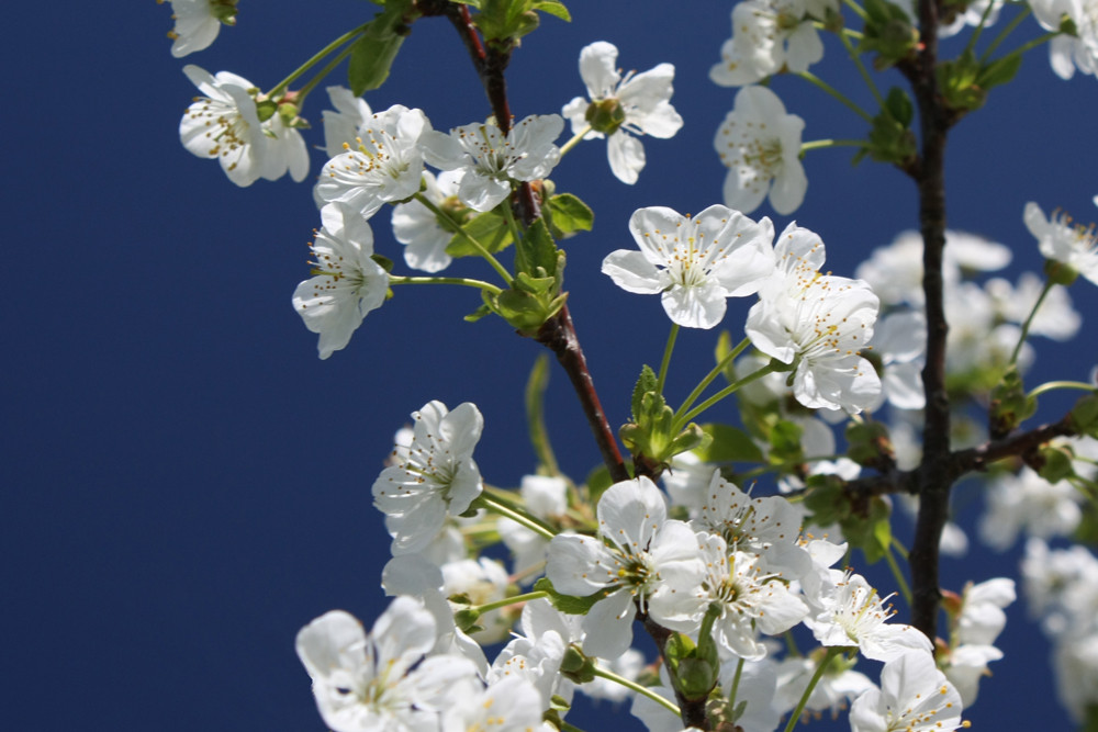 Und wo sind jetzt die Bienen?