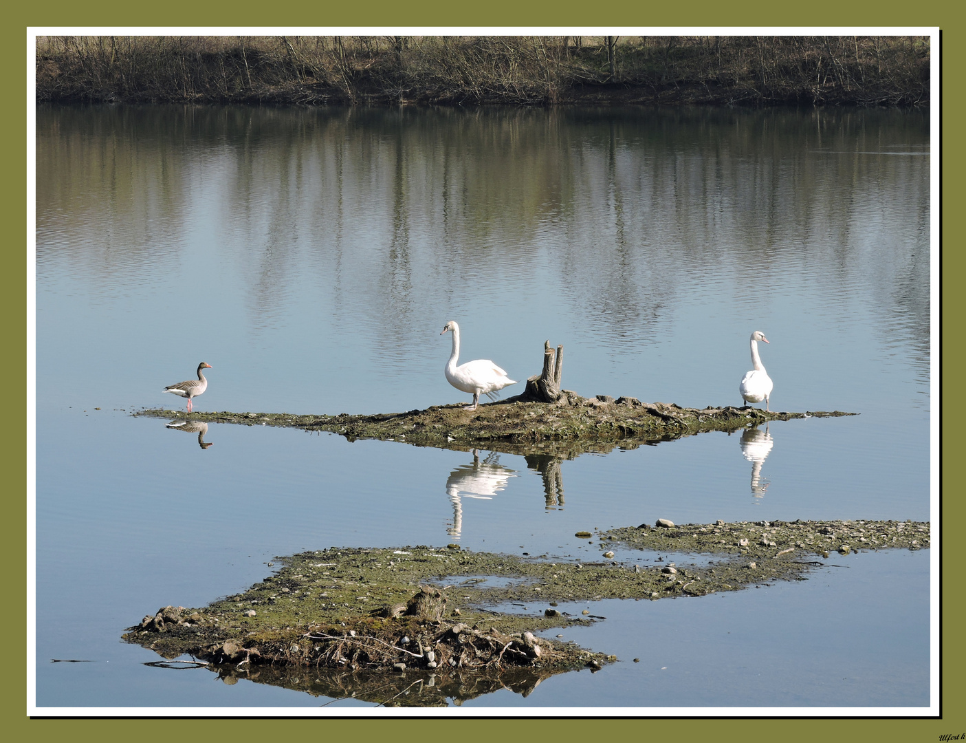 "und wo sollen wir jetzt brüten?" ; Naturschutzgebiet "Northeimer Seenplatte".