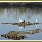 "und wo sollen wir jetzt brüten?" ; Naturschutzgebiet "Northeimer Seenplatte".