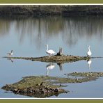 "und wo sollen wir jetzt brüten?" ; Naturschutzgebiet "Northeimer Seenplatte".