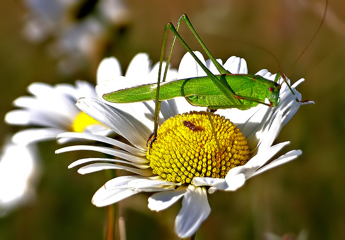 Und wohin spring ich jetzt.....??