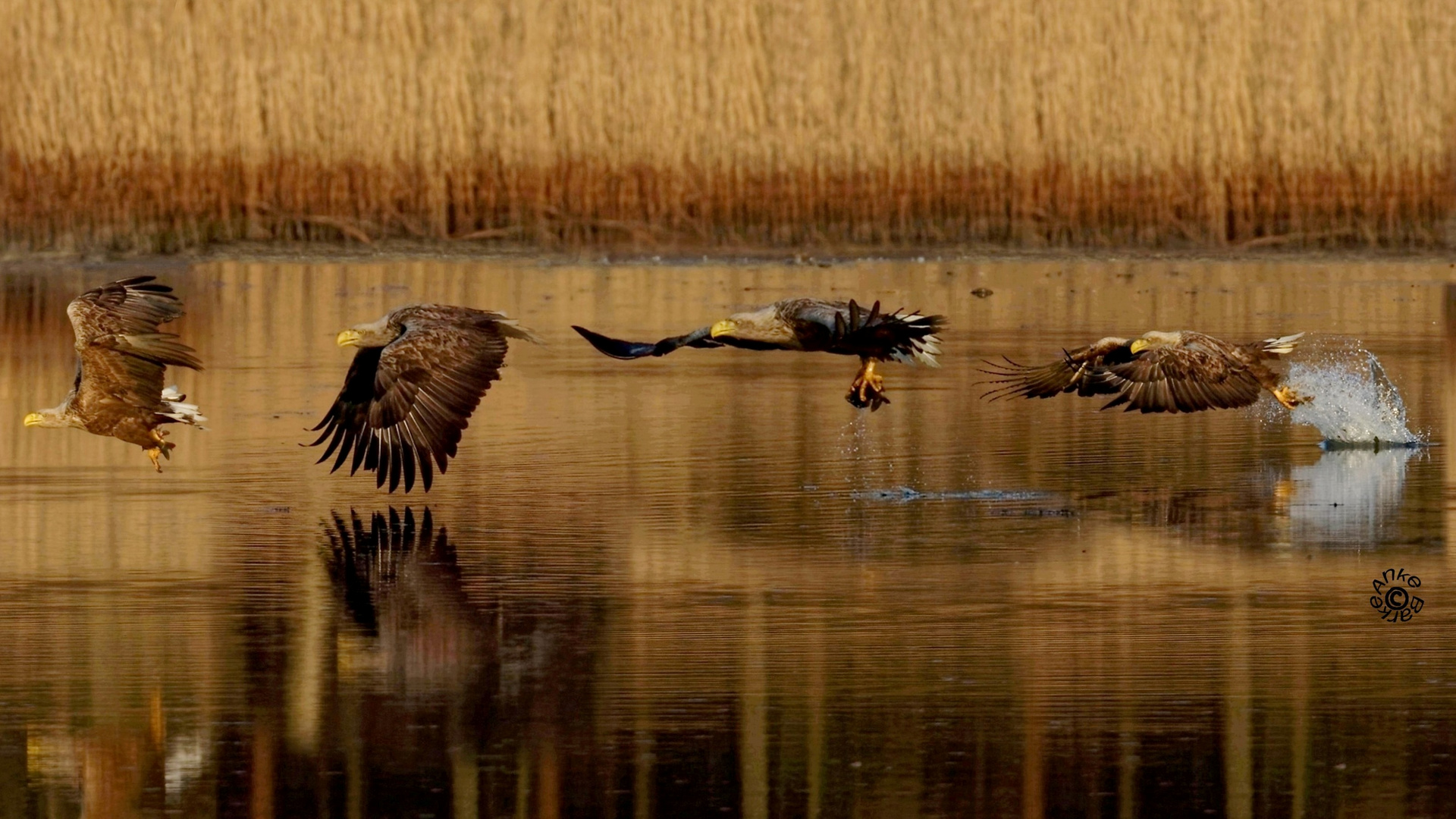 und ZACK! da hatte der Adler den Fisch