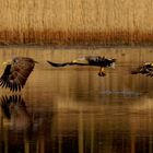 und ZACK! da hatte der Adler den Fisch