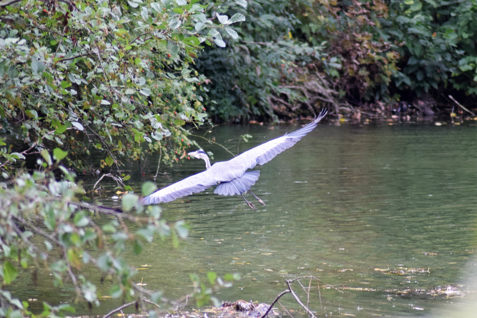 und Zack,...da fliegt er wieder