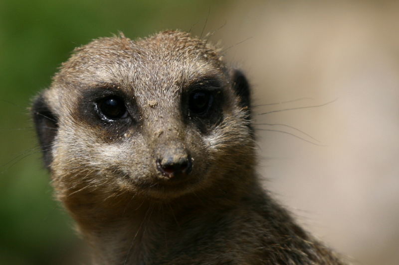 und zum 837 mal ... Erdmännchen