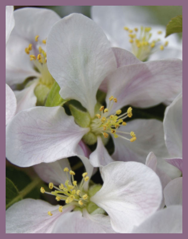 Und zum guten Schluss: die Apfelblüte