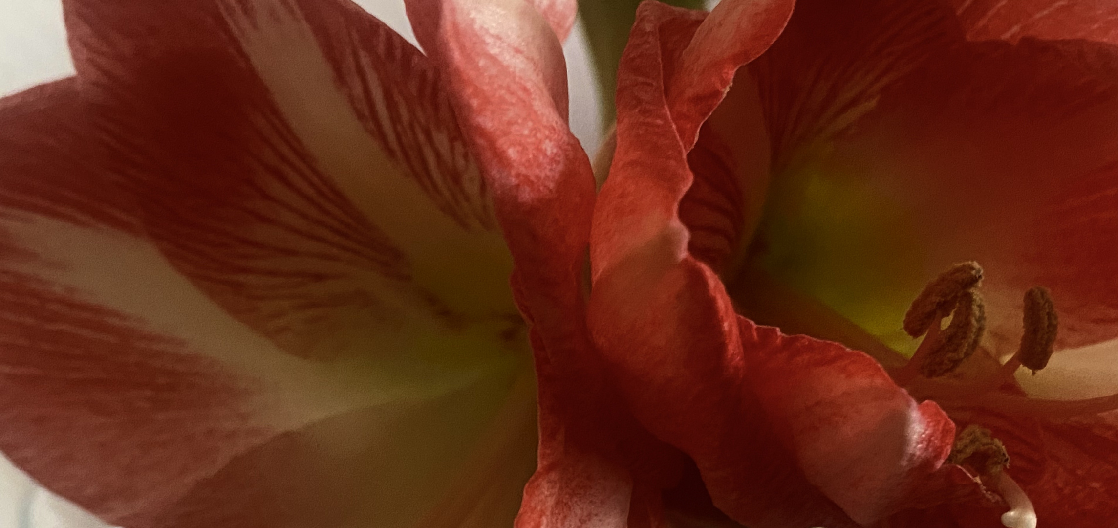 Und zum Mittwoch meine Amaryllis für Euch