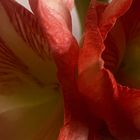 Und zum Mittwoch meine Amaryllis für Euch