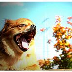 "...und zum Schluß das Wetter: Uuuaaahhh, hm, es bleibt sonnig!"