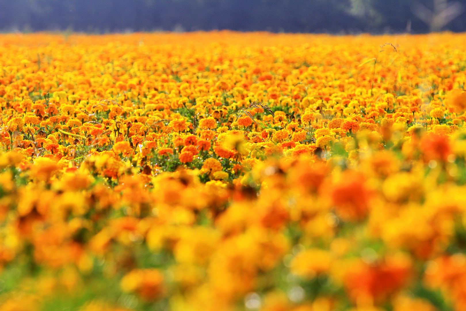 Und zum Schluss ein Blumenmeer