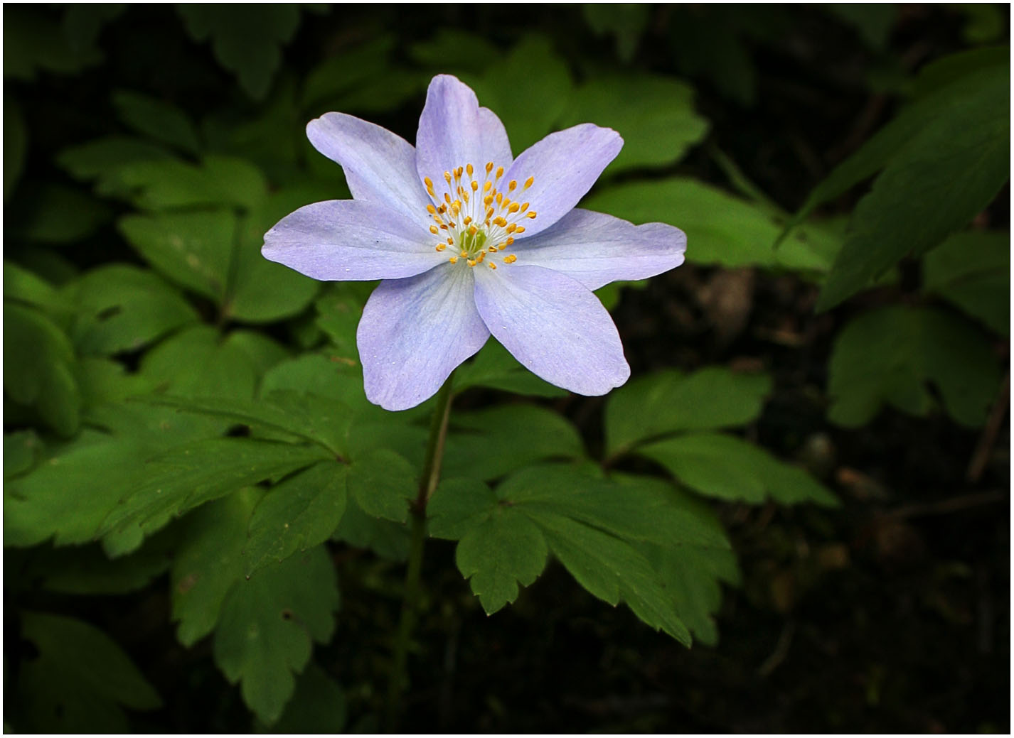 Und zum Sonntag gibt es eine Anemone ...