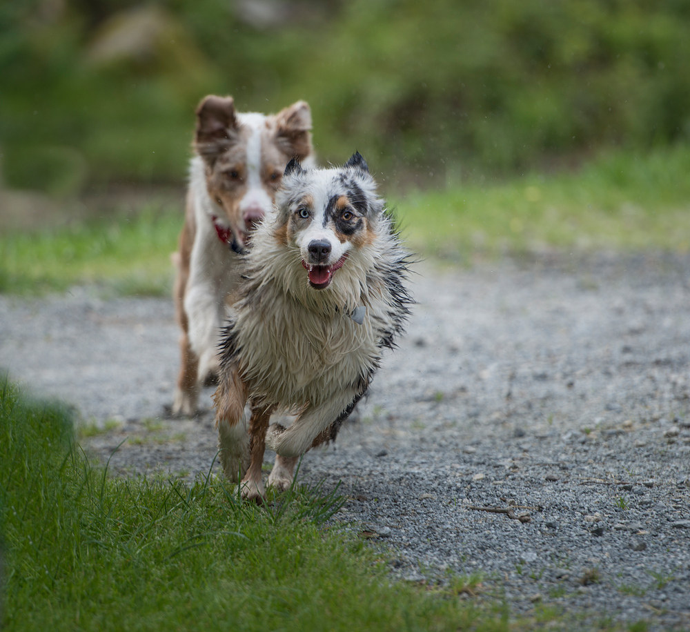 Und zum trocknen eine Runde um den Teich.....