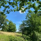 Und zwischen den Zweigen ringsherum umgeben von Grün eine winzige Wolke 