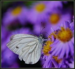 ....und zwischendurch etwas buntes aus dem Garten !