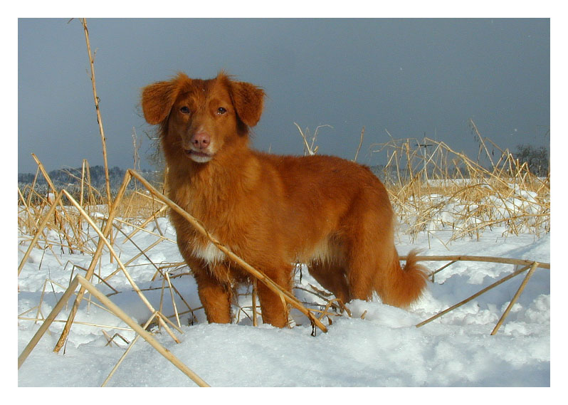 Unda im Schnee