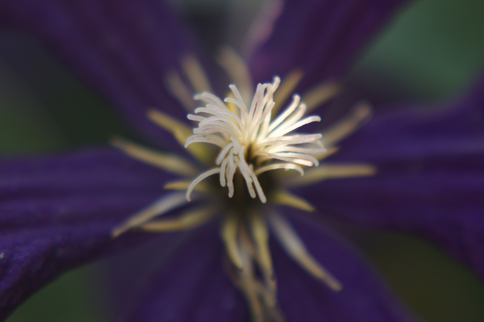 undefinierbare Blüte ihr Innenleben