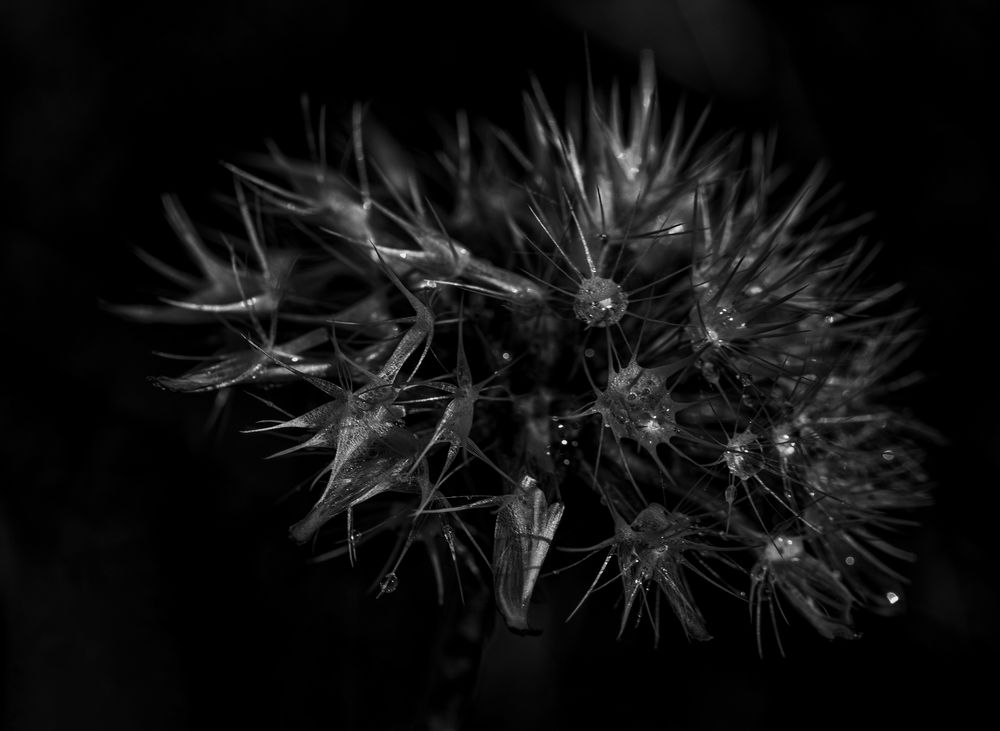 Undefinierbares Zeug auf einer Pusteblume