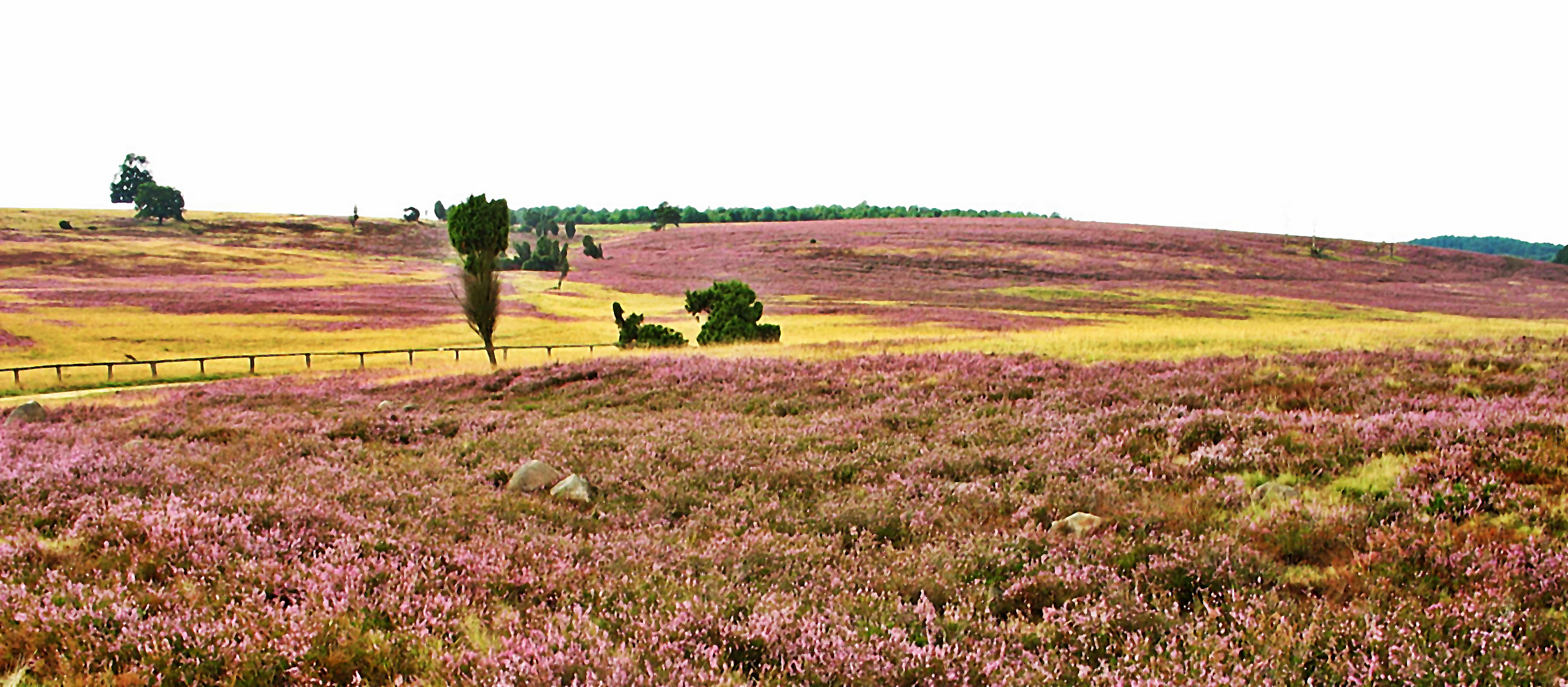 Undeloh - Lüneburger Heide