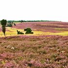 Undeloh - Lüneburger Heide