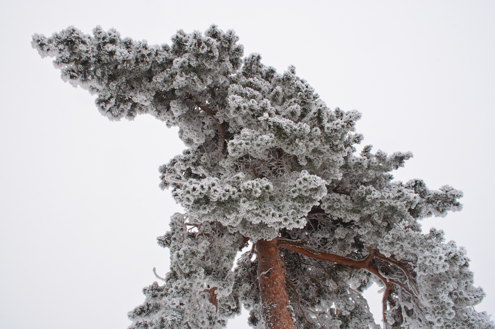 Under a frozen sky...