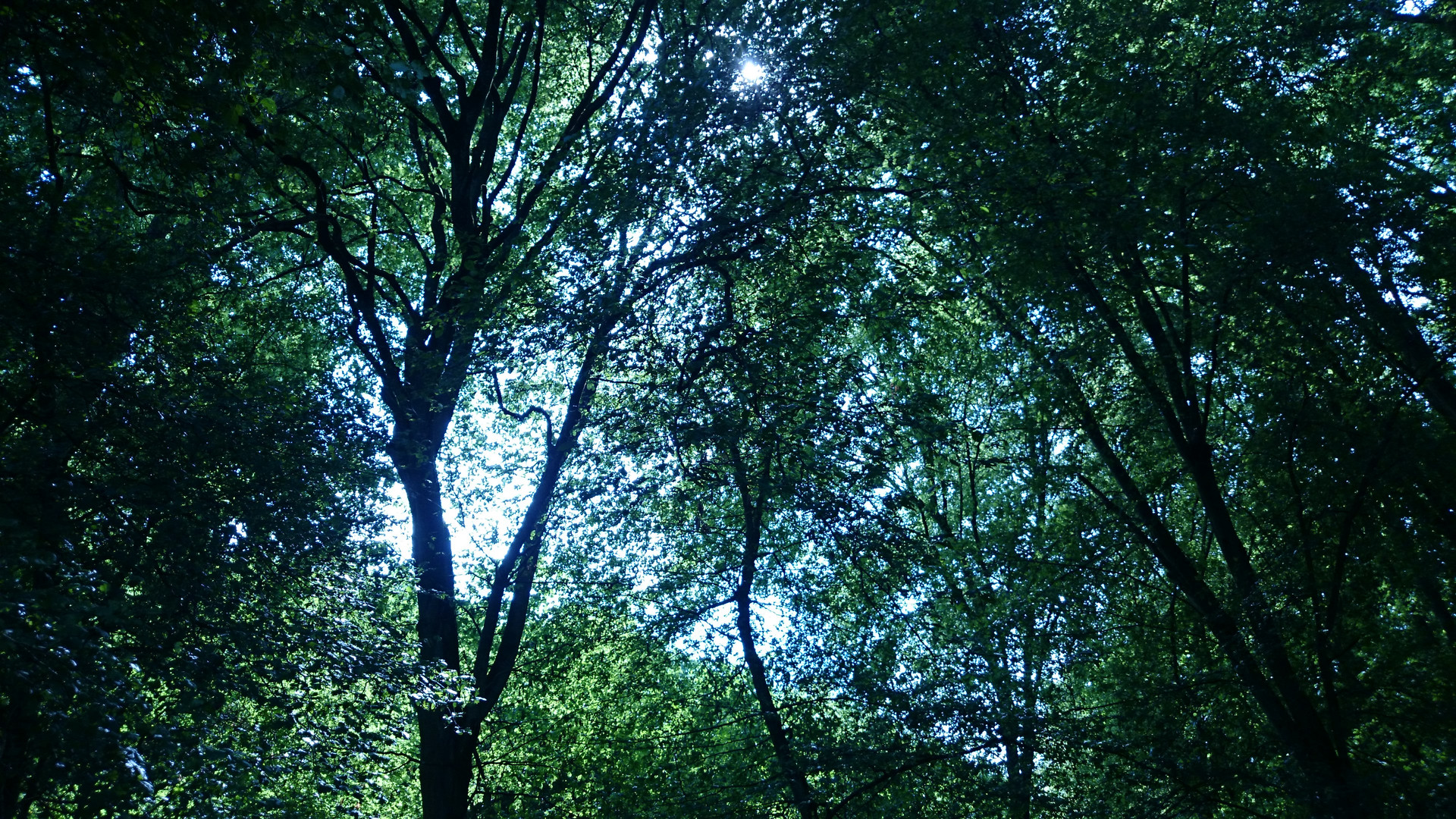 Under a roof of trees feeling safe