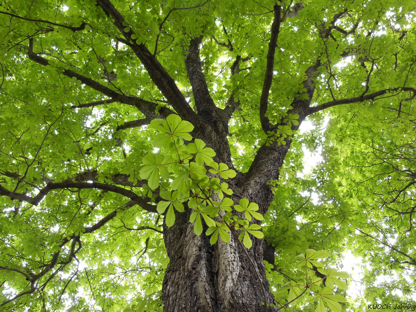 Under a tree