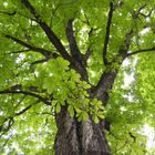 Under a tree