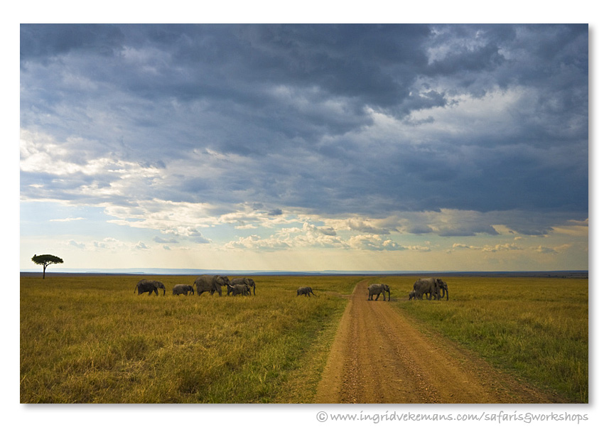 Under African Skies