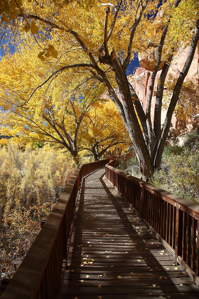 under cottonwood trees...