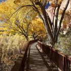 under cottonwood trees...