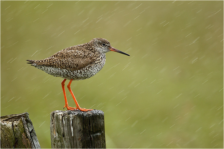 Under rain