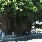 Under the Banyan tree