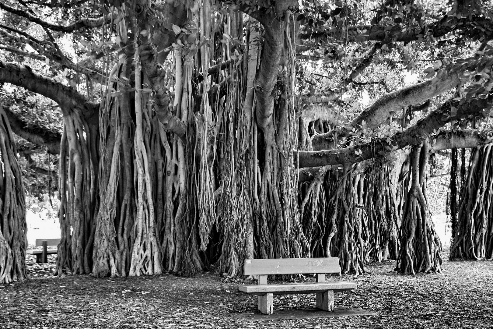 Under the Banyan Tree