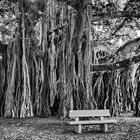 Under the Banyan Tree