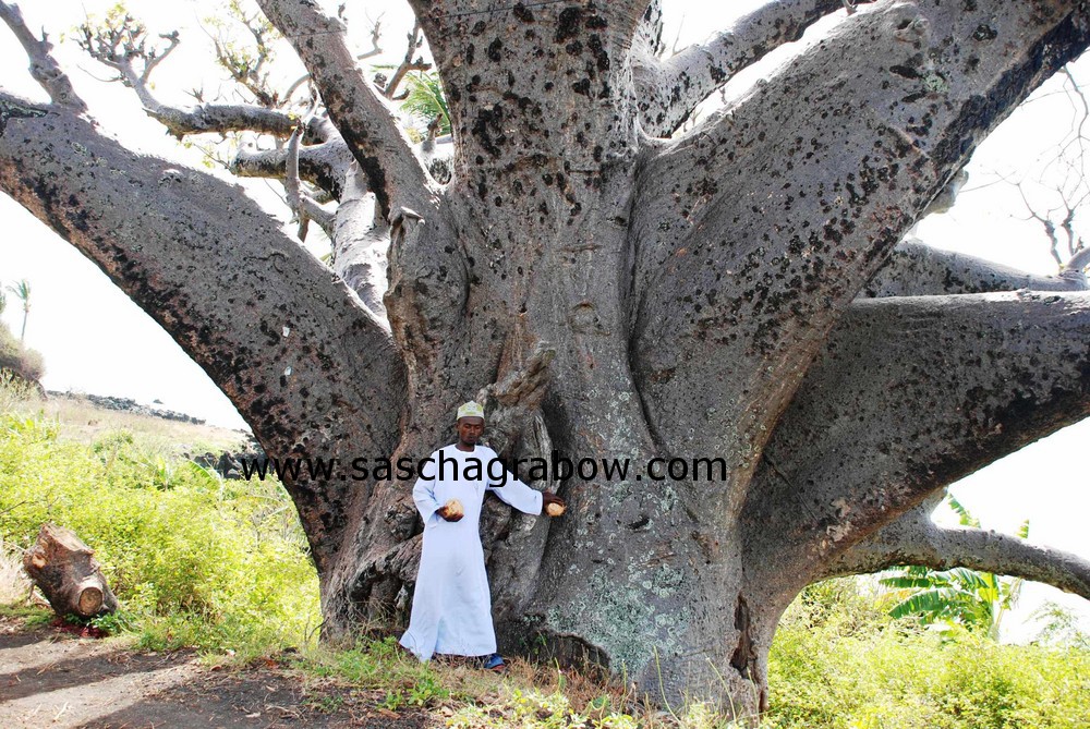 Under The Baobab Tree