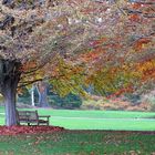 Under the Beech Tree