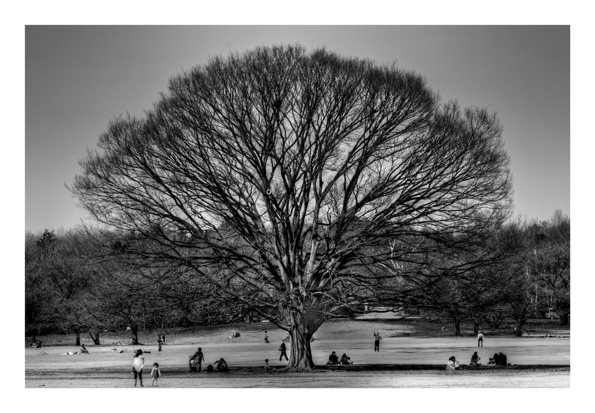 Under the big tree