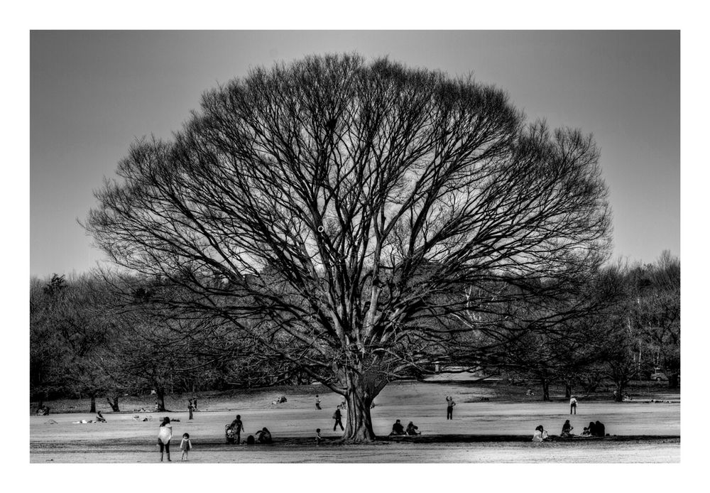 Under the big tree