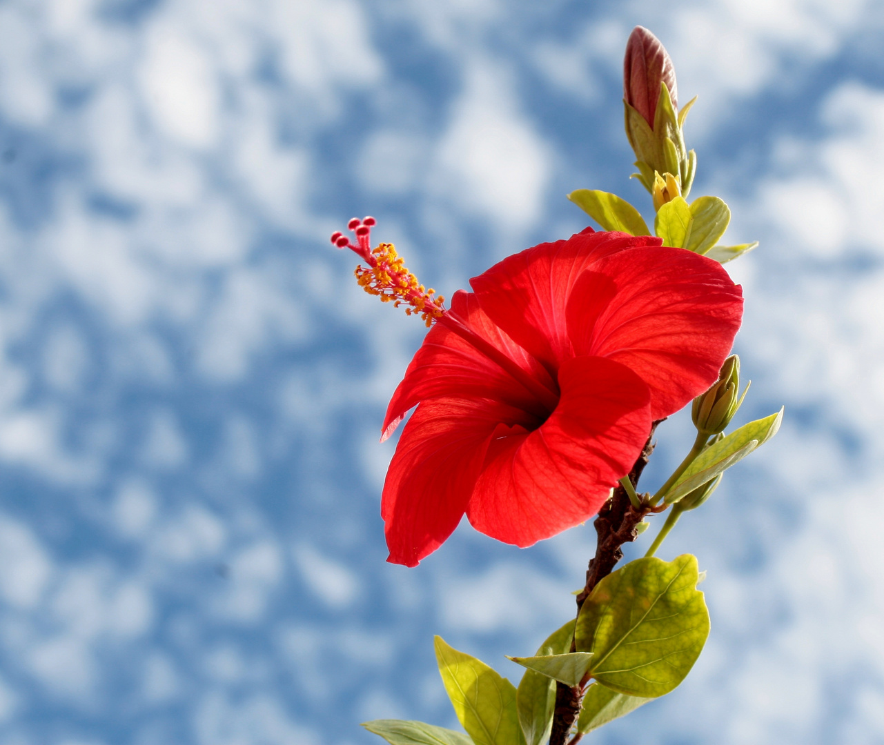 "under the blue sky"